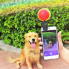 Pet photo props toy pet photo selfie artifact funny dog camera phone clip tennis selfie clip 7 Pet photo props toy pet photo selfie artifact funny dog camera phone clip tennis selfie clip